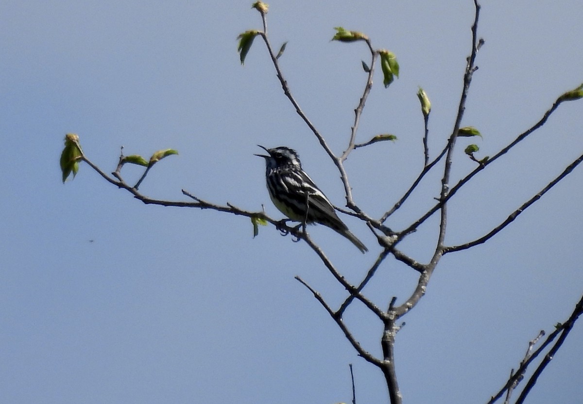 Black-and-white Warbler - ML619321945