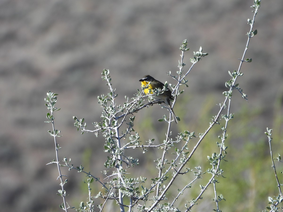 Yellow-breasted Chat - ML619321957