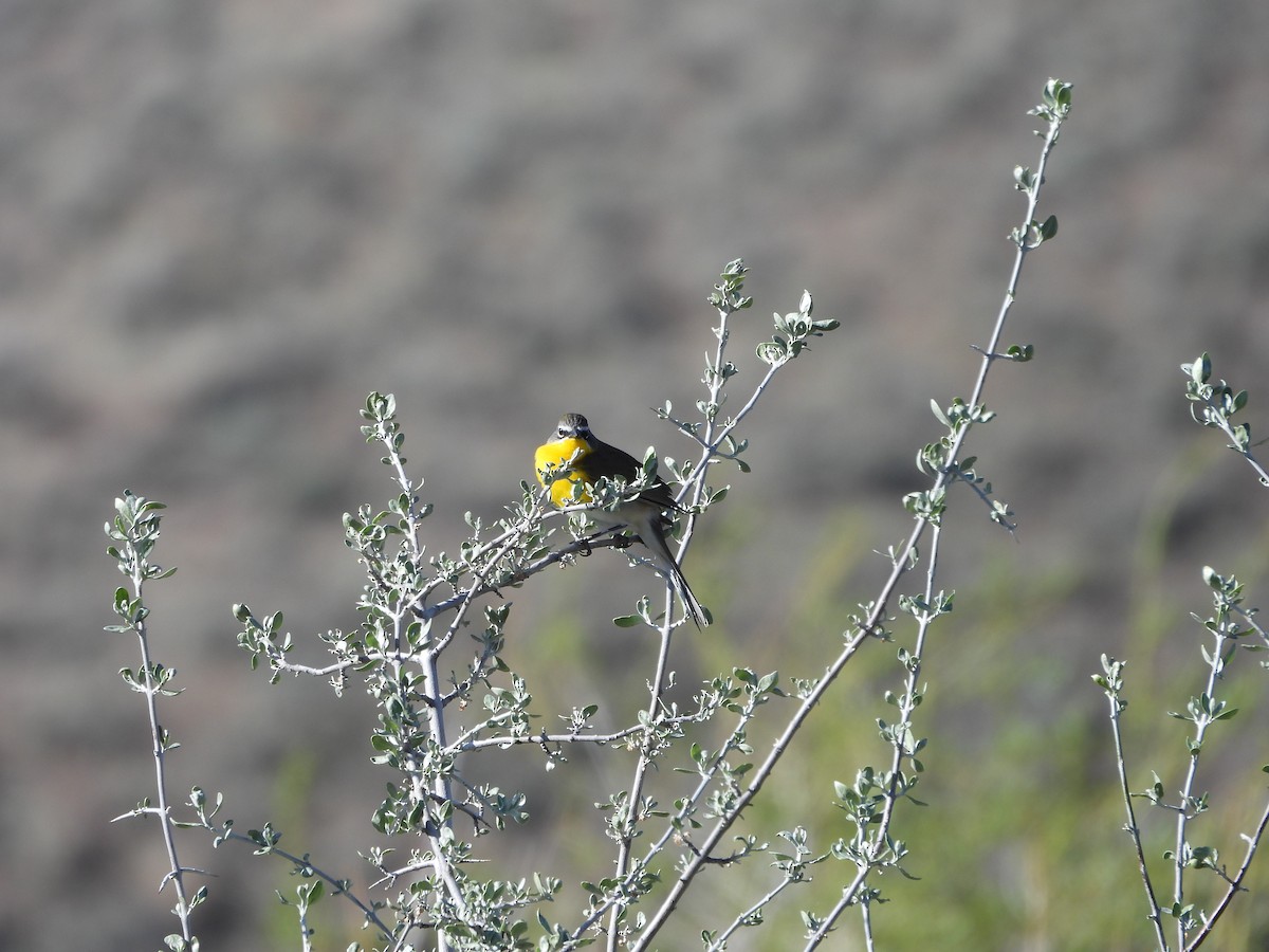Yellow-breasted Chat - ML619321958