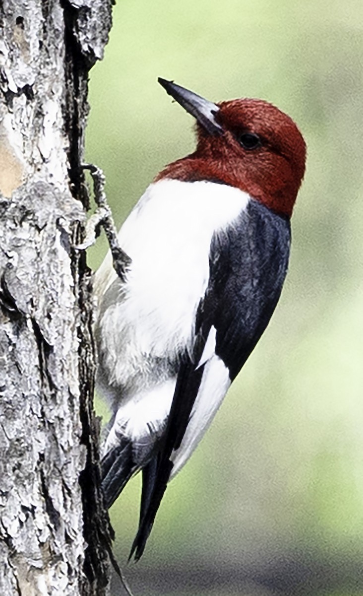 Red-headed Woodpecker - ML619321966