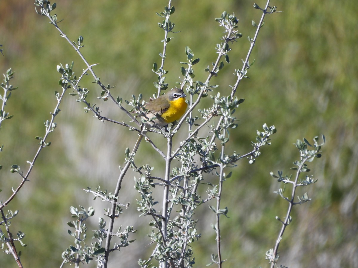Yellow-breasted Chat - ML619321983