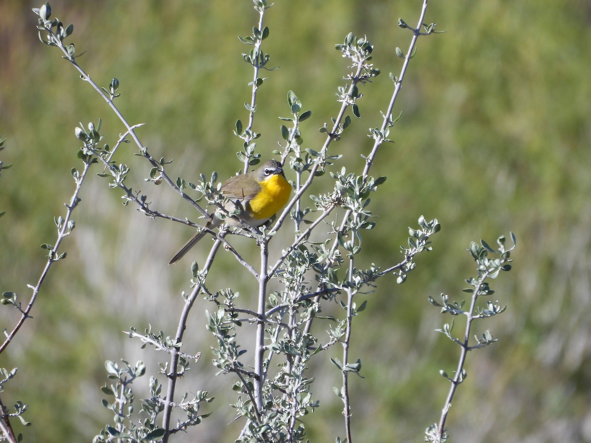 Yellow-breasted Chat - ML619321984
