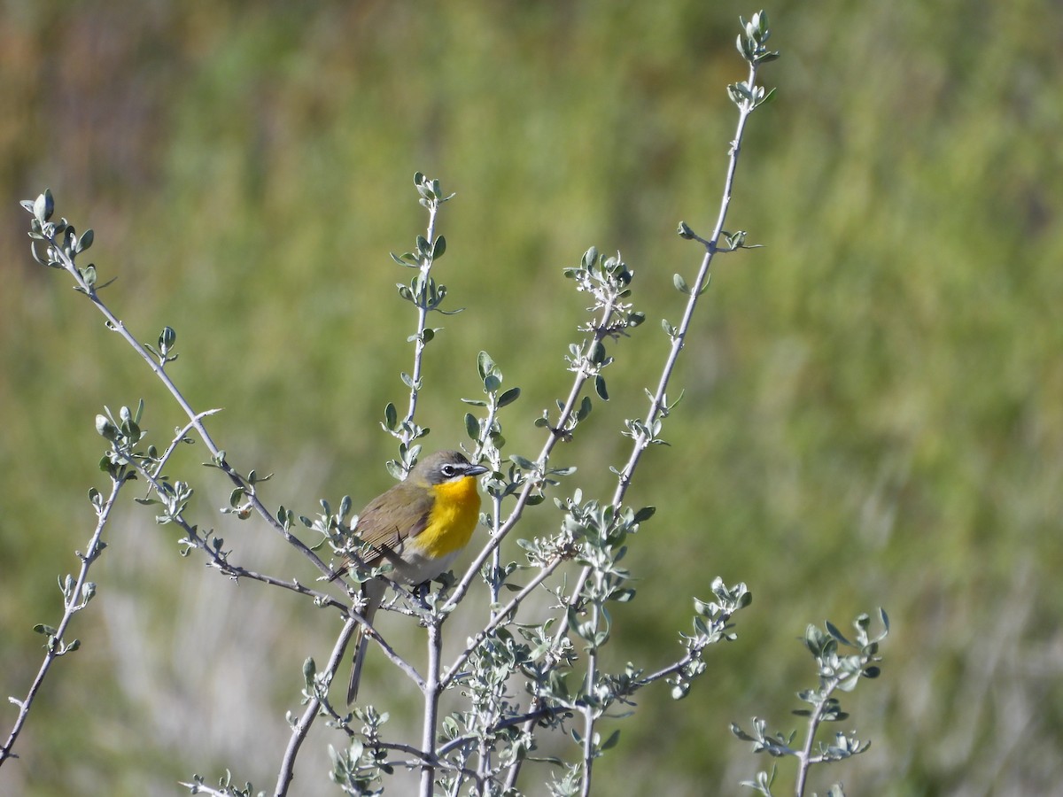 Yellow-breasted Chat - ML619321985