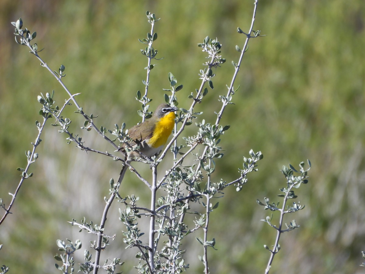 Yellow-breasted Chat - ML619321995