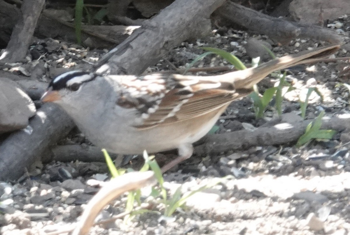 White-crowned Sparrow - ML619322005