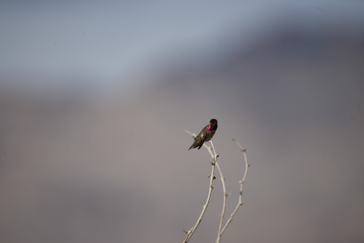 Anna's Hummingbird - ML619322029