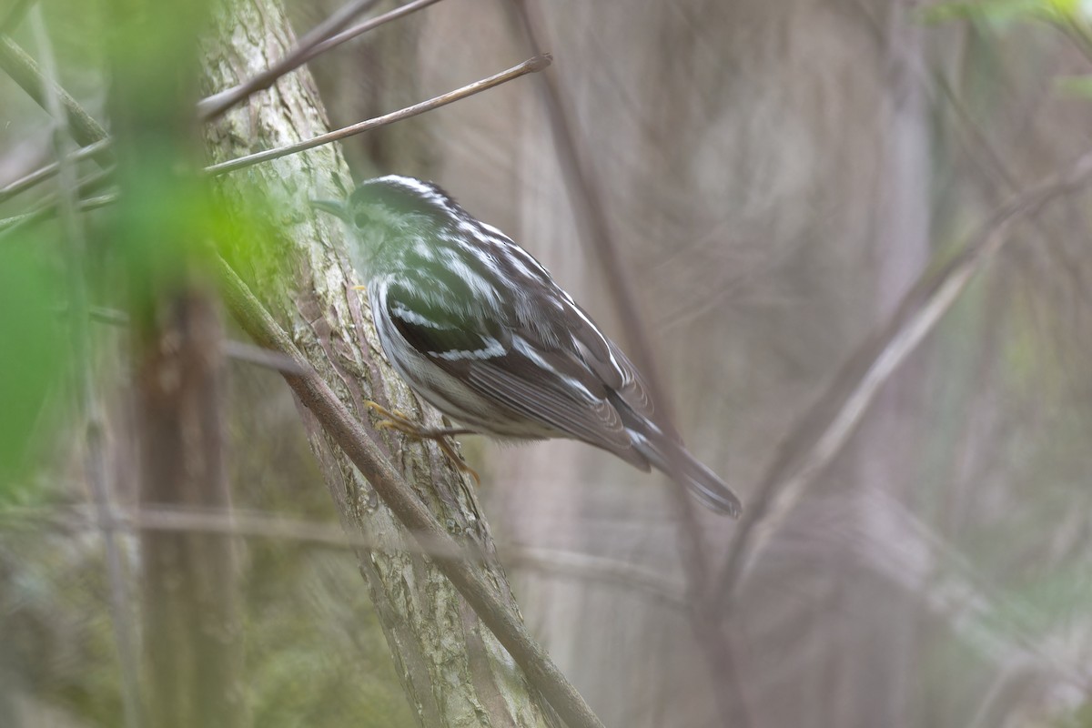 Black-and-white Warbler - ML619322075