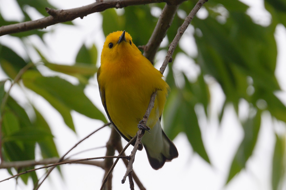 Prothonotary Warbler - ML619322095