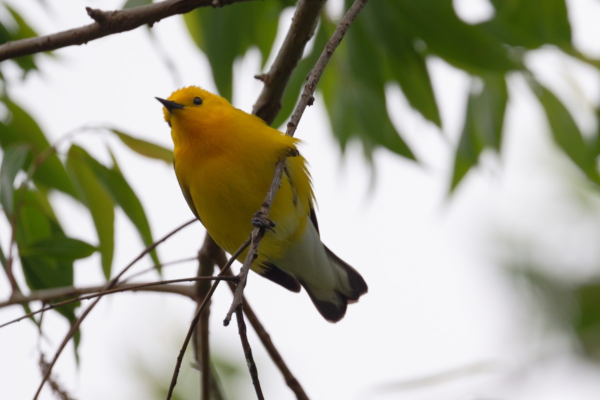 Prothonotary Warbler - ML619322096