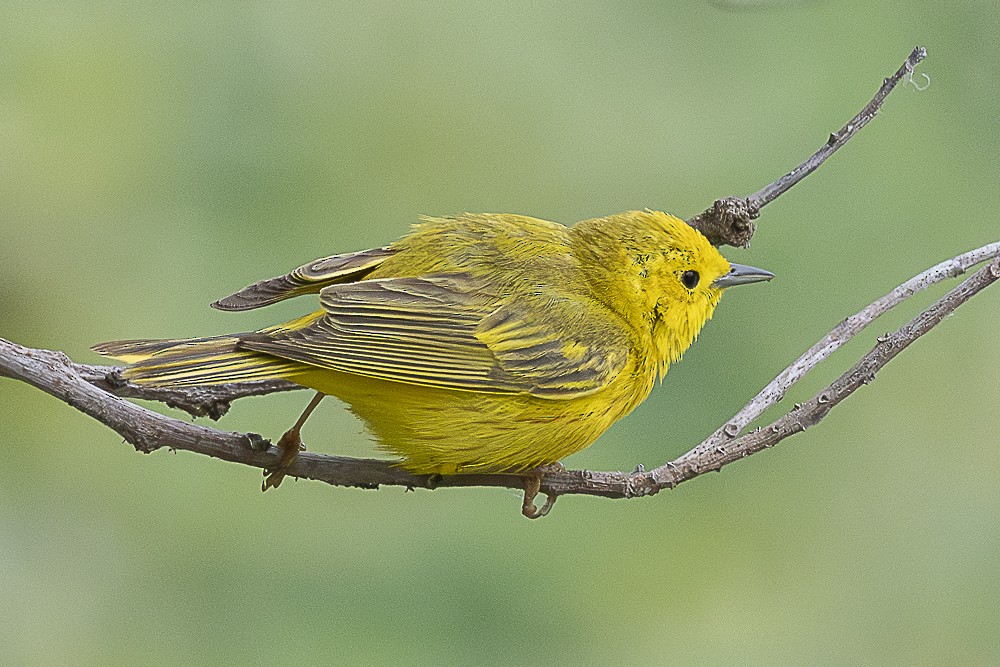 Yellow Warbler - ML619322099