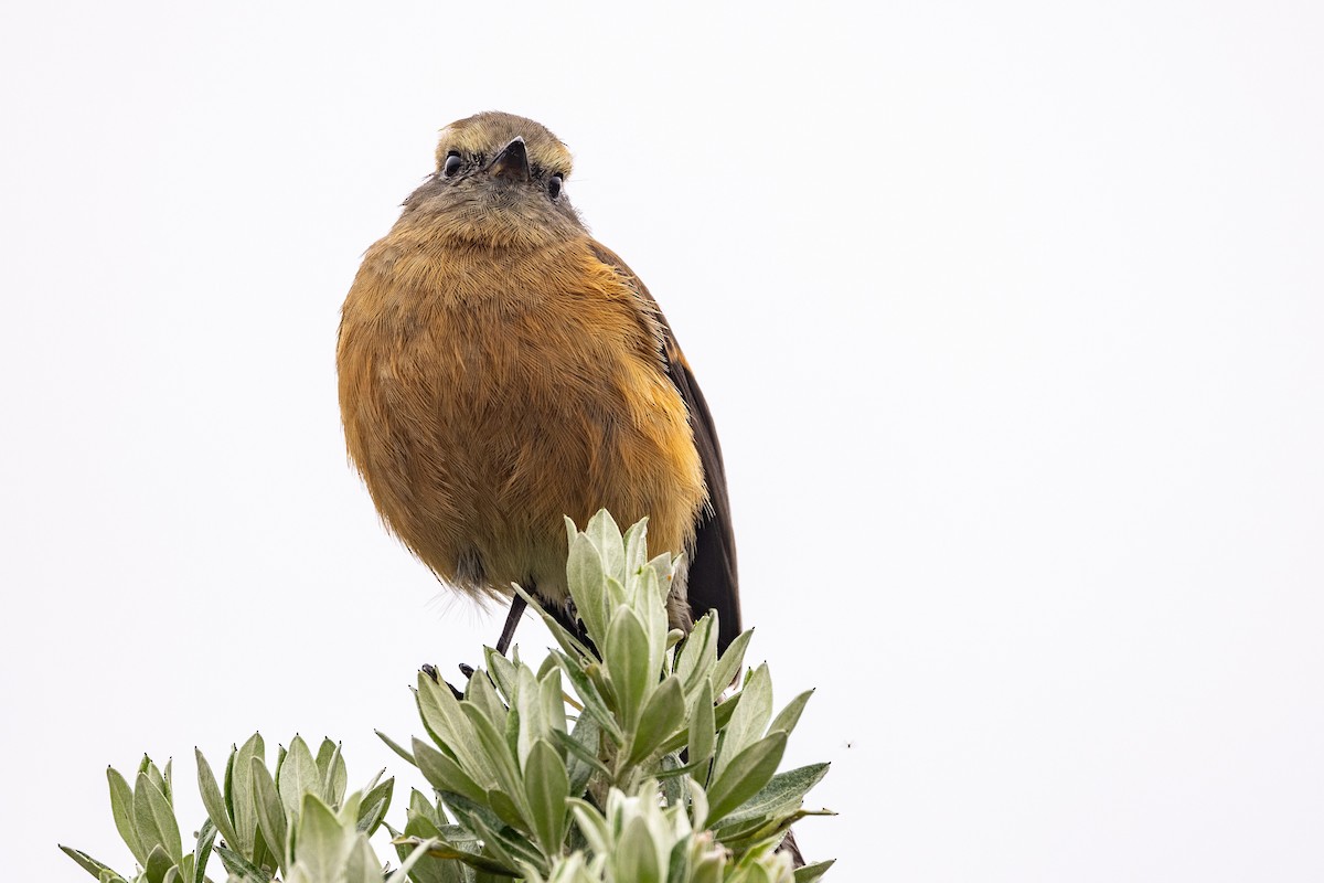Brown-backed Chat-Tyrant - ML619322112
