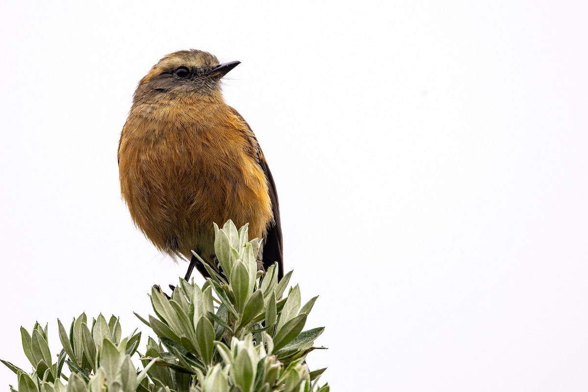 Brown-backed Chat-Tyrant - ML619322113