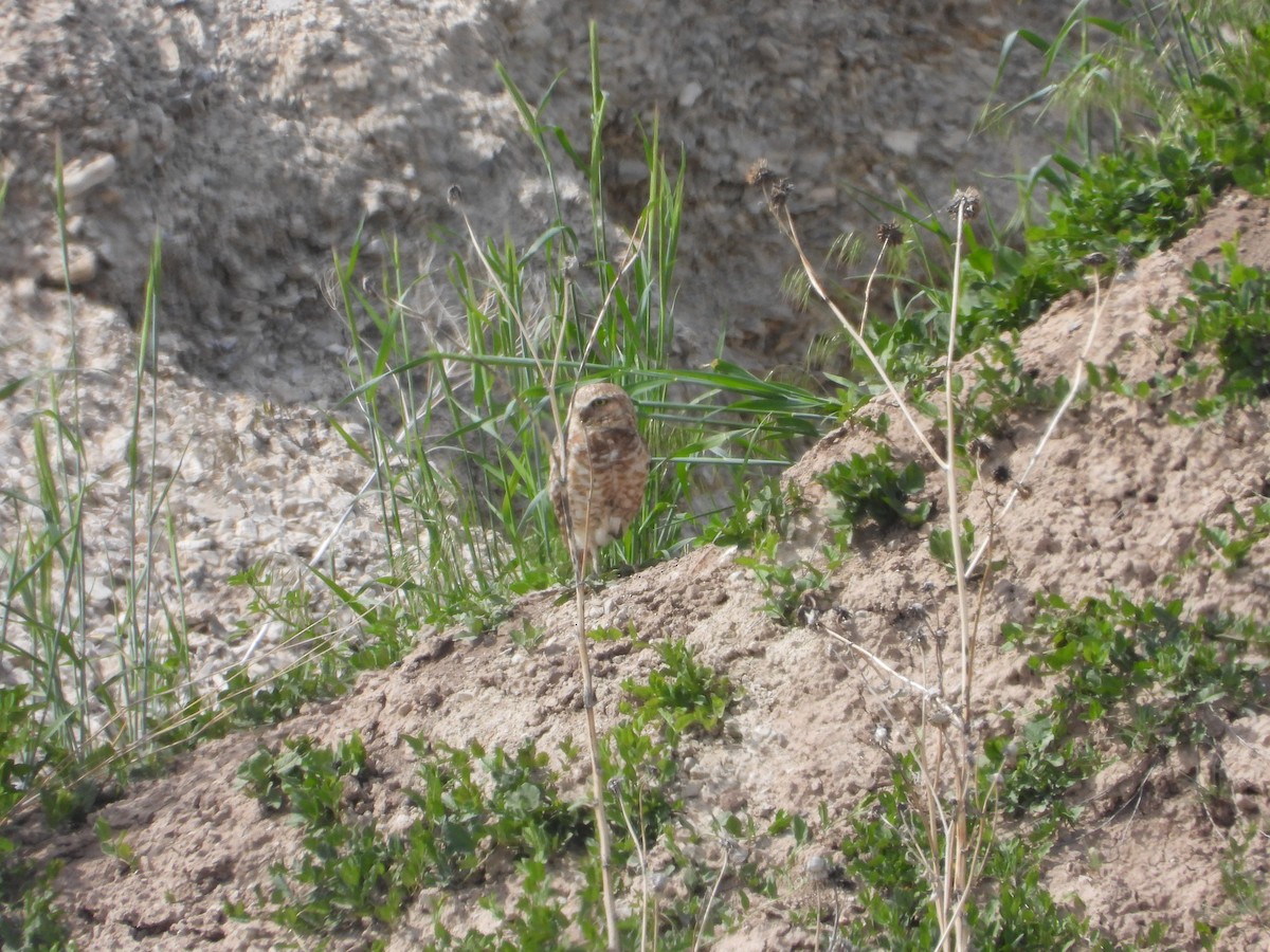 Burrowing Owl - ML619322122