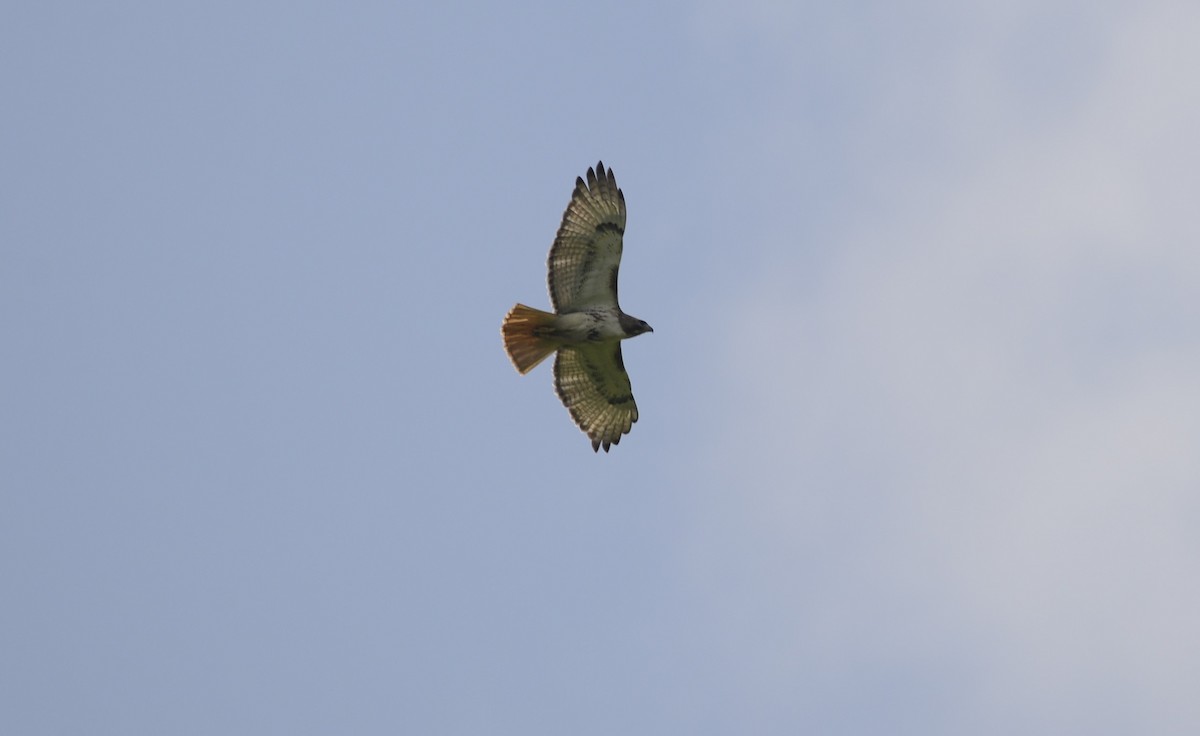 Red-tailed Hawk - ML619322130