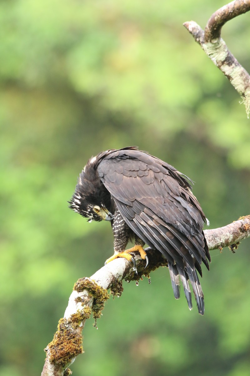 Чёрный хохлатый орёл - ML619322133