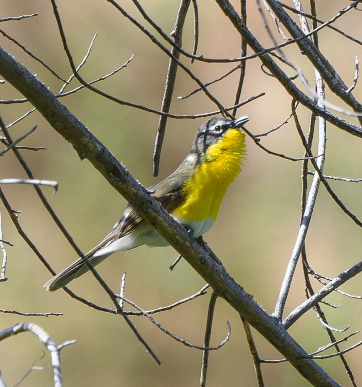 Yellow-breasted Chat - ML619322155