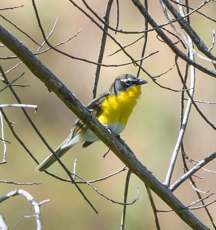 Yellow-breasted Chat - ML619322156