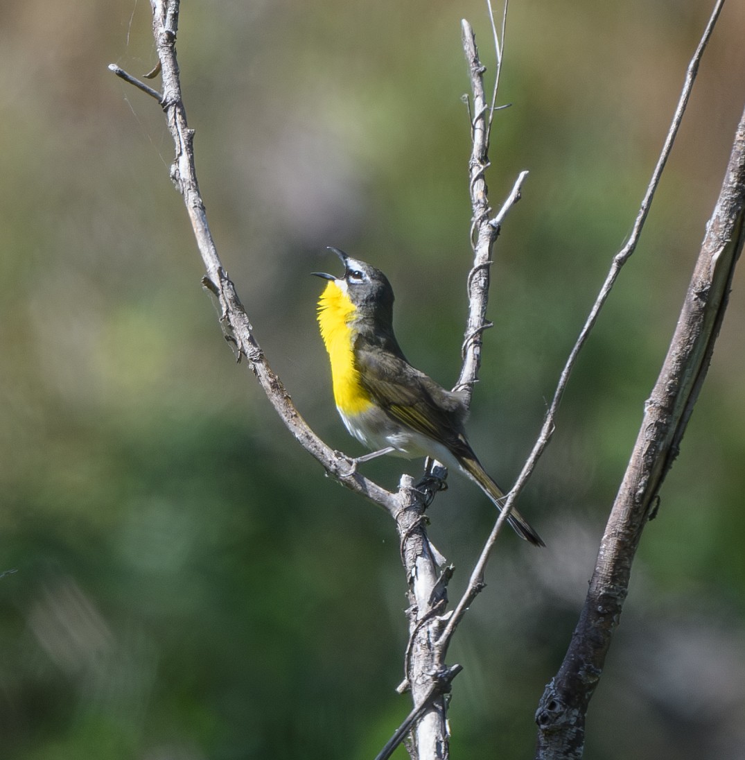 Yellow-breasted Chat - ML619322157