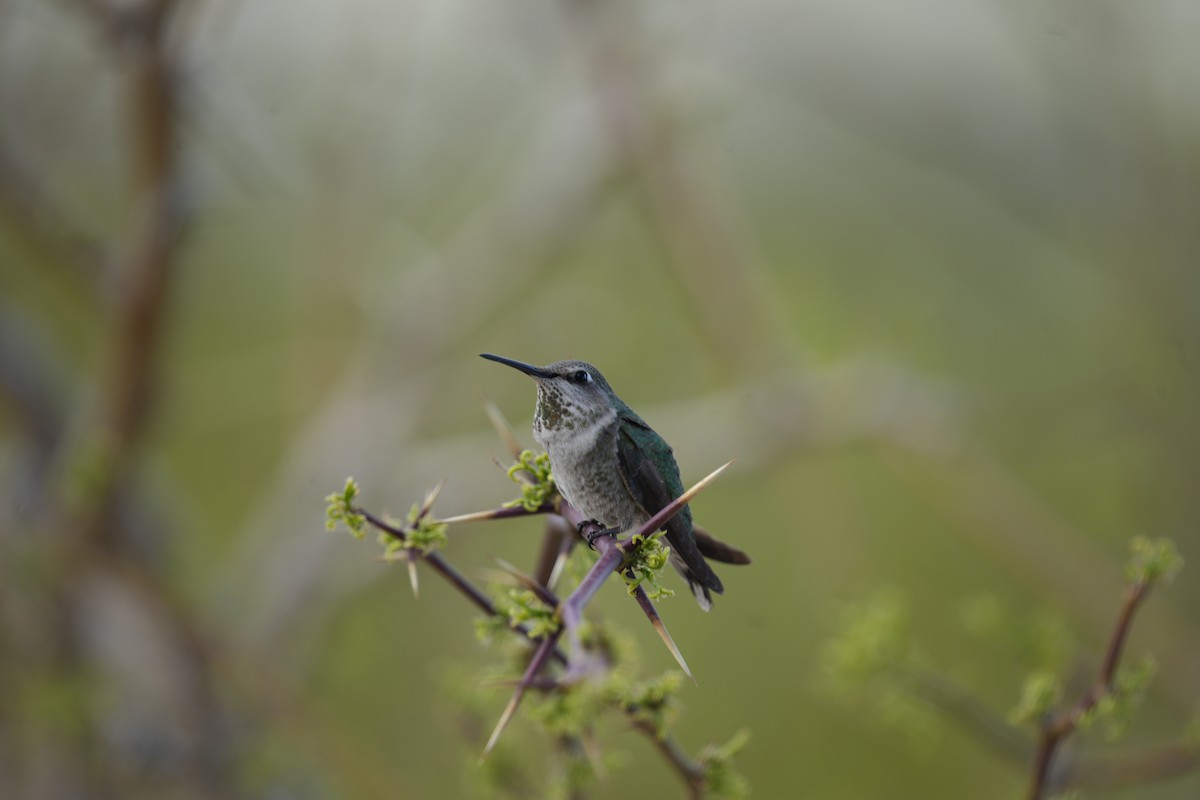 Anna's Hummingbird - ML619322187