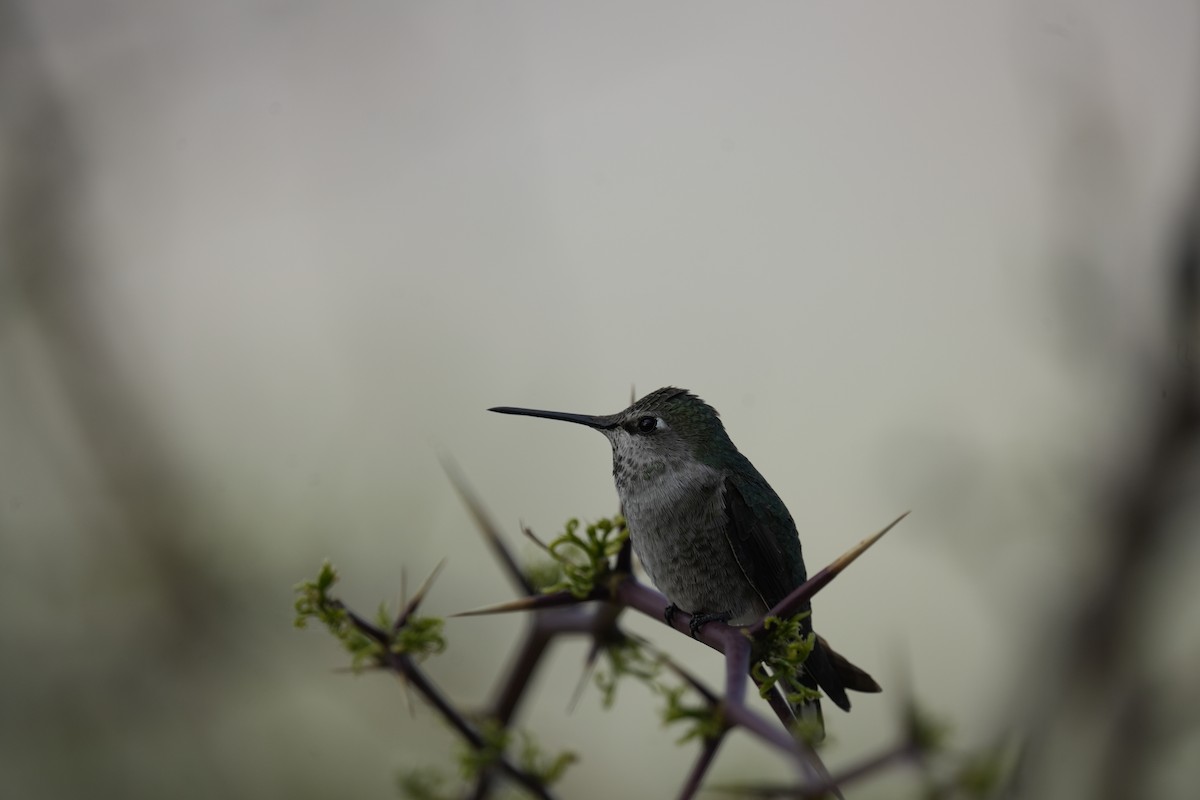Anna's Hummingbird - ML619322189