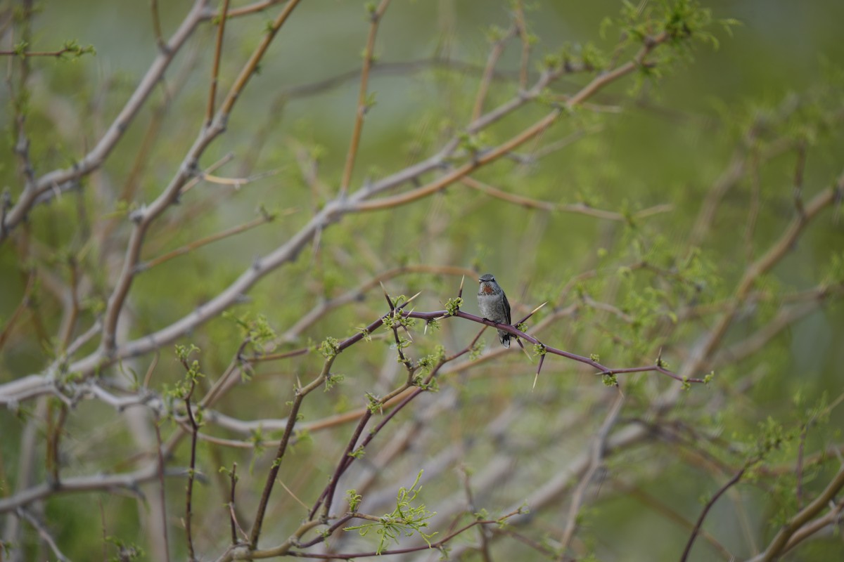 Anna's Hummingbird - ML619322190