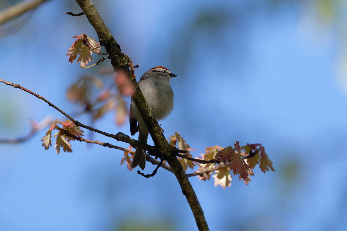 Chipping Sparrow - ML619322206