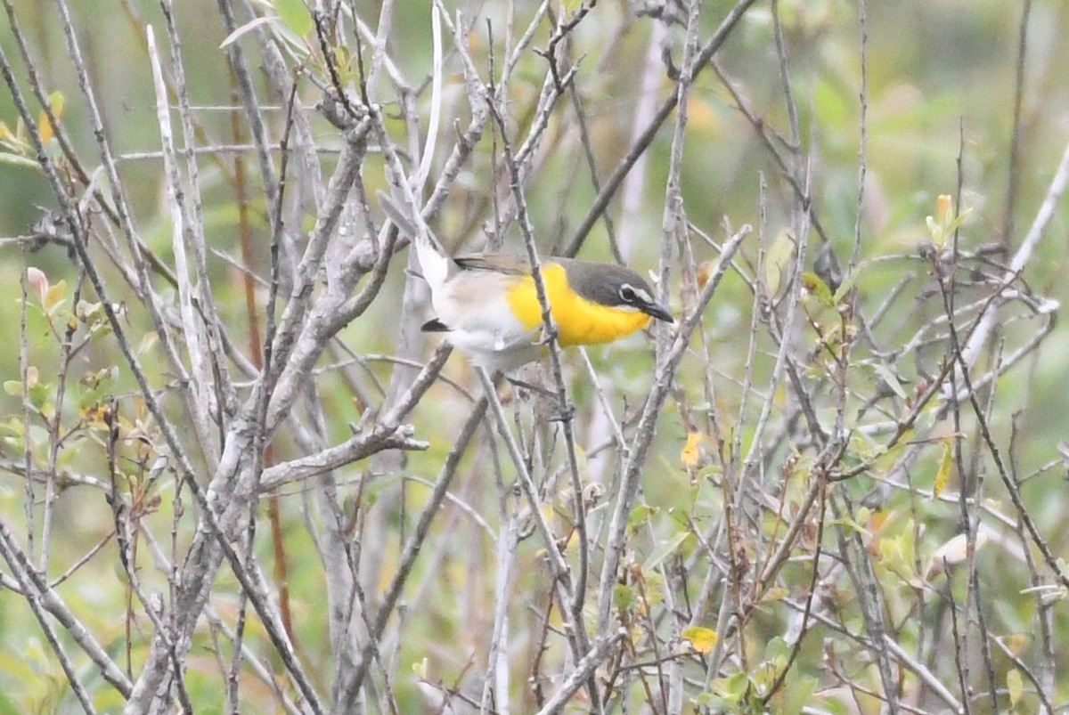 Yellow-breasted Chat - ML619322219