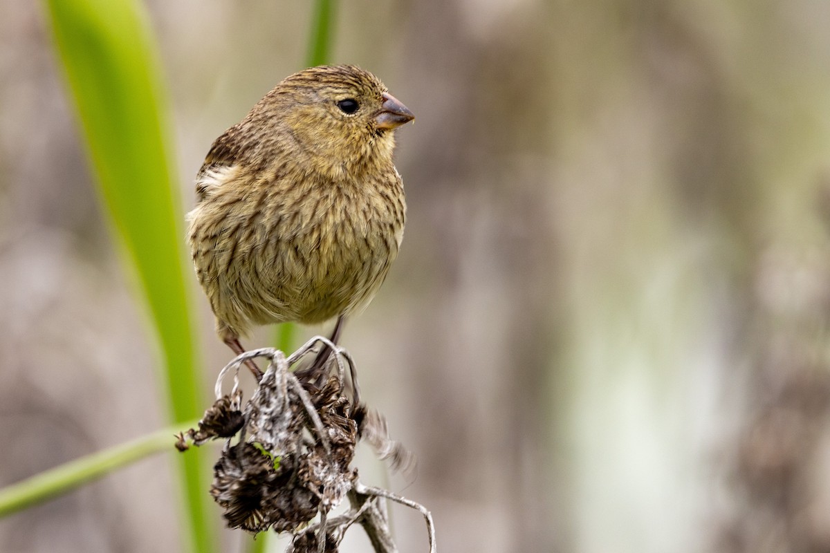 Plain-colored Seedeater - ML619322234