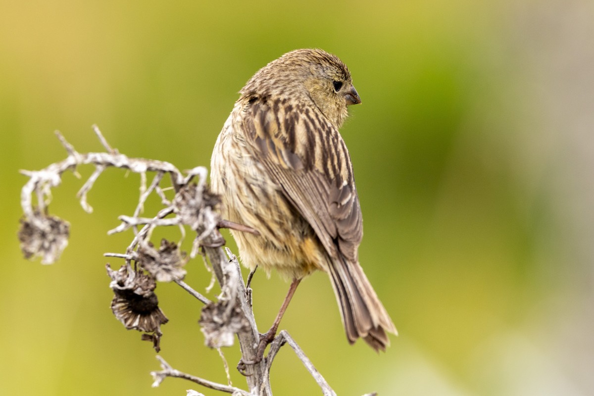 Plain-colored Seedeater - ML619322235