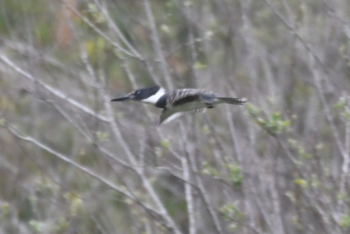 Belted Kingfisher - ML619322253