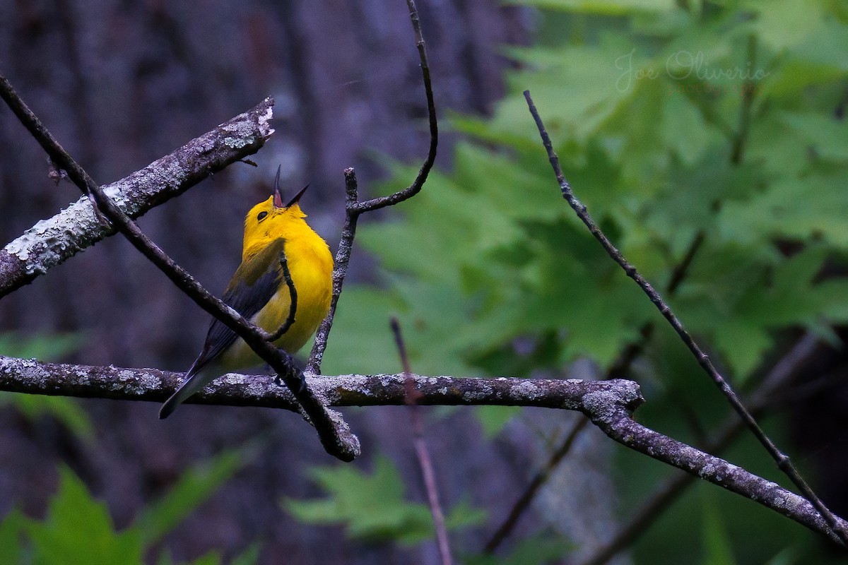 Prothonotary Warbler - ML619322273