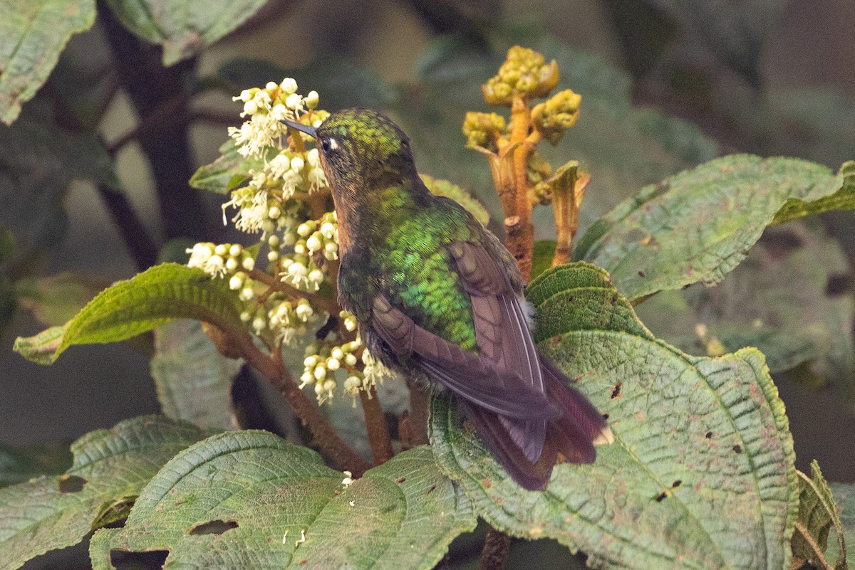 kolibřík dřišťálový - ML619322299