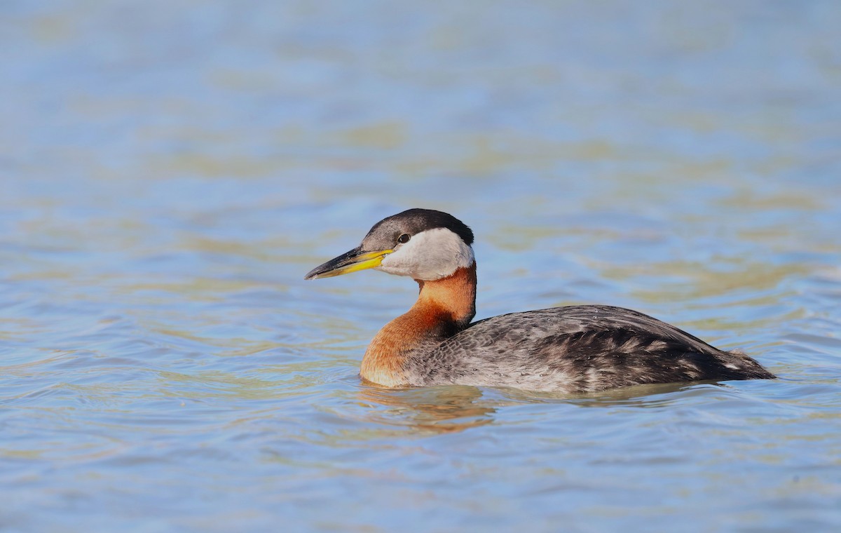 Red-necked Grebe - ML619322308