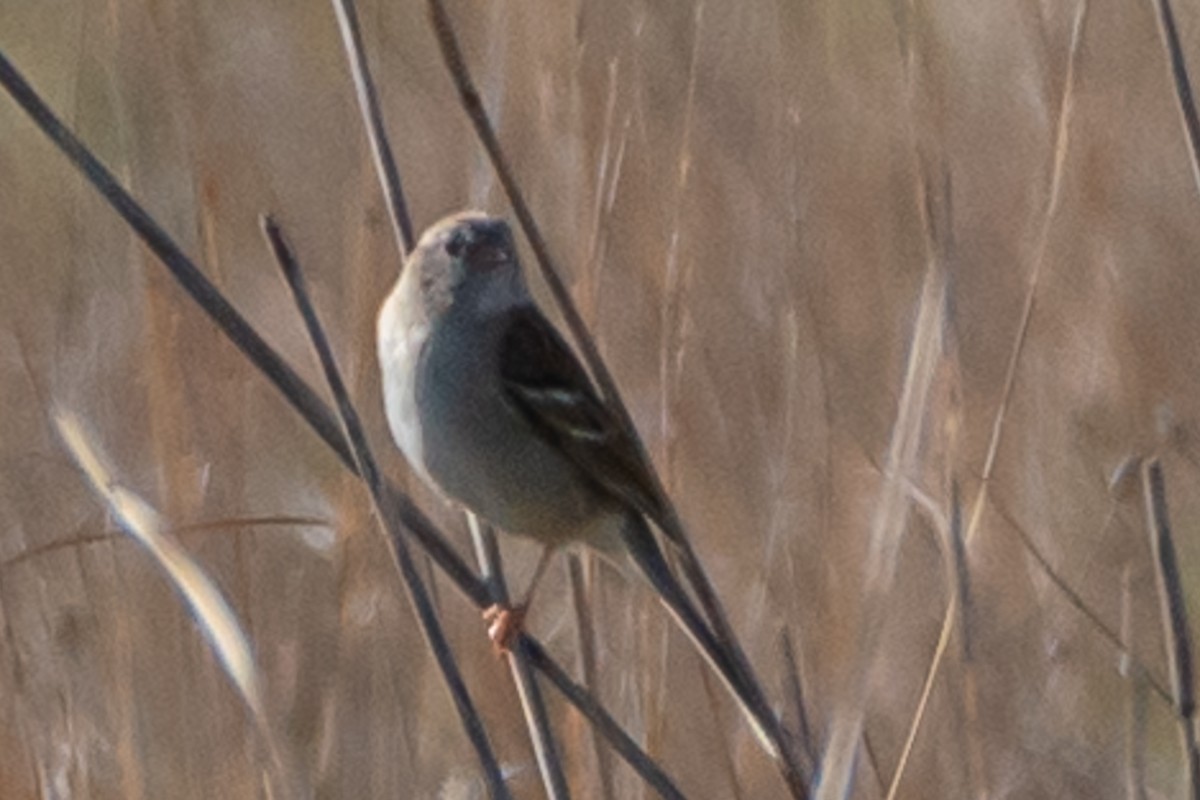 Field Sparrow - ML619322324