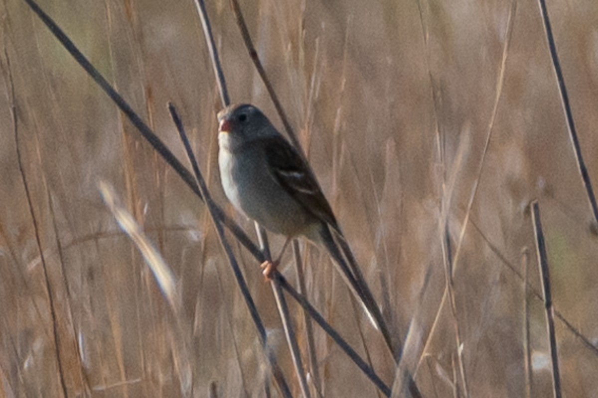 Field Sparrow - ML619322325