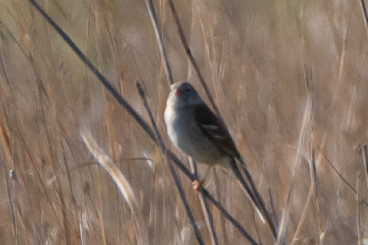 Field Sparrow - ML619322326