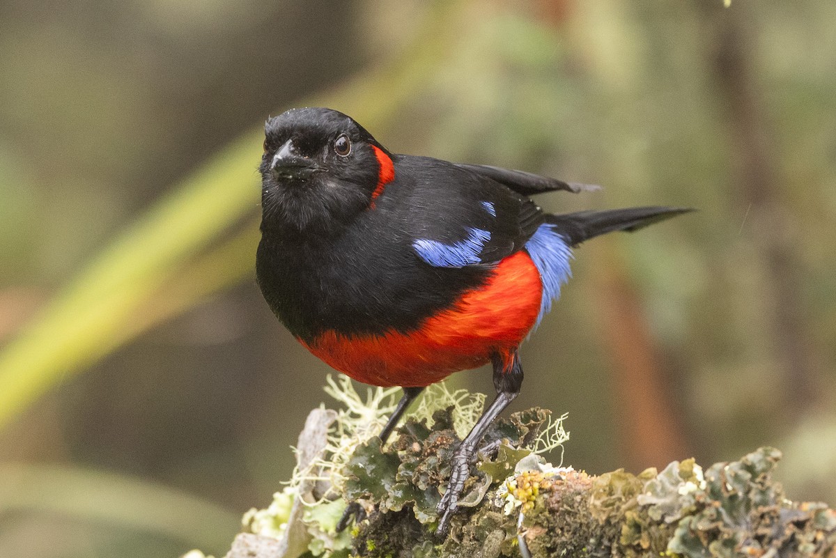 Scarlet-bellied Mountain Tanager - ML619322349