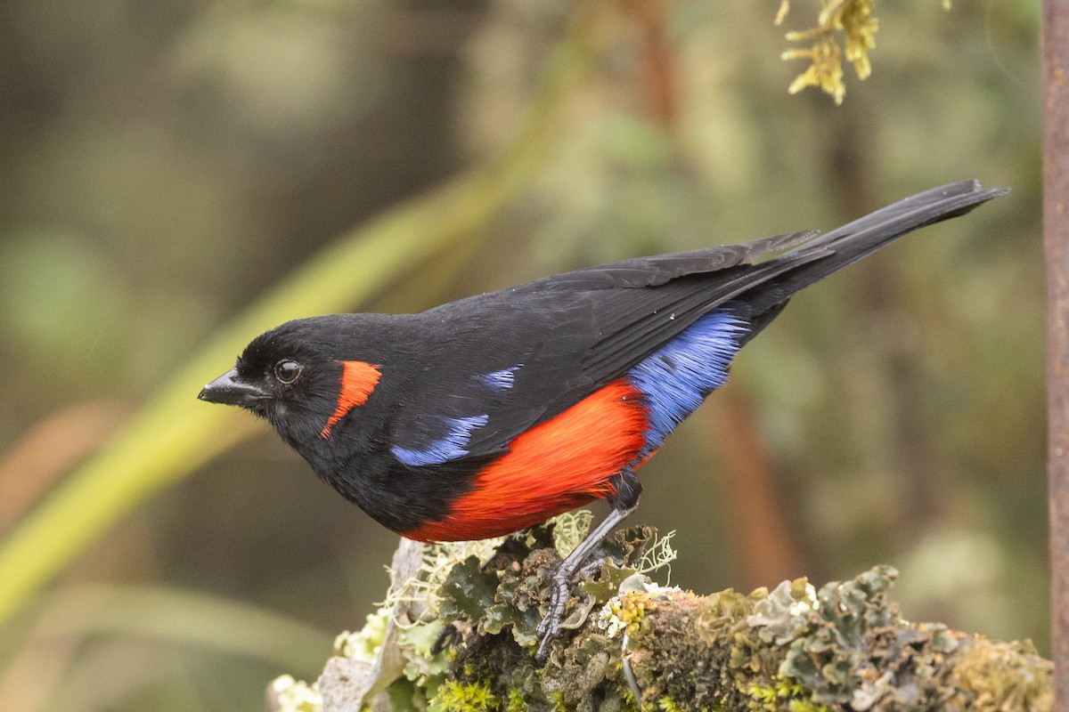 Scarlet-bellied Mountain Tanager - ML619322350