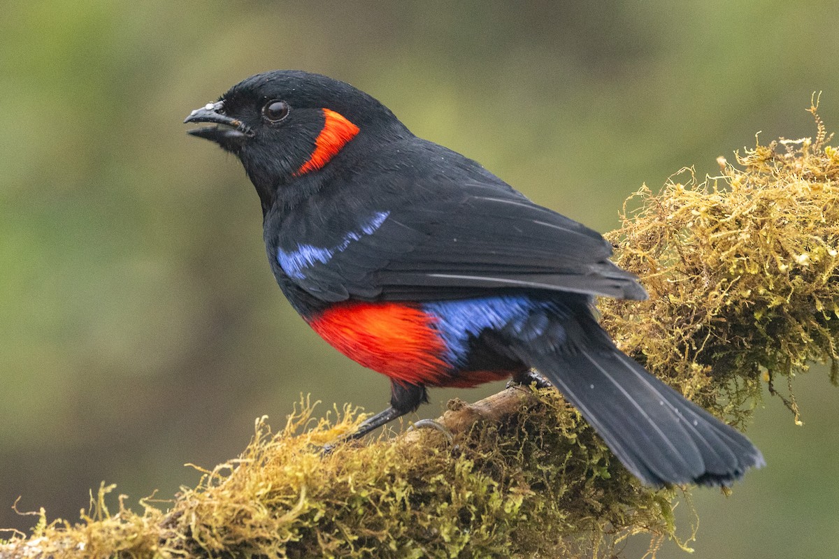 Scarlet-bellied Mountain Tanager - ML619322351