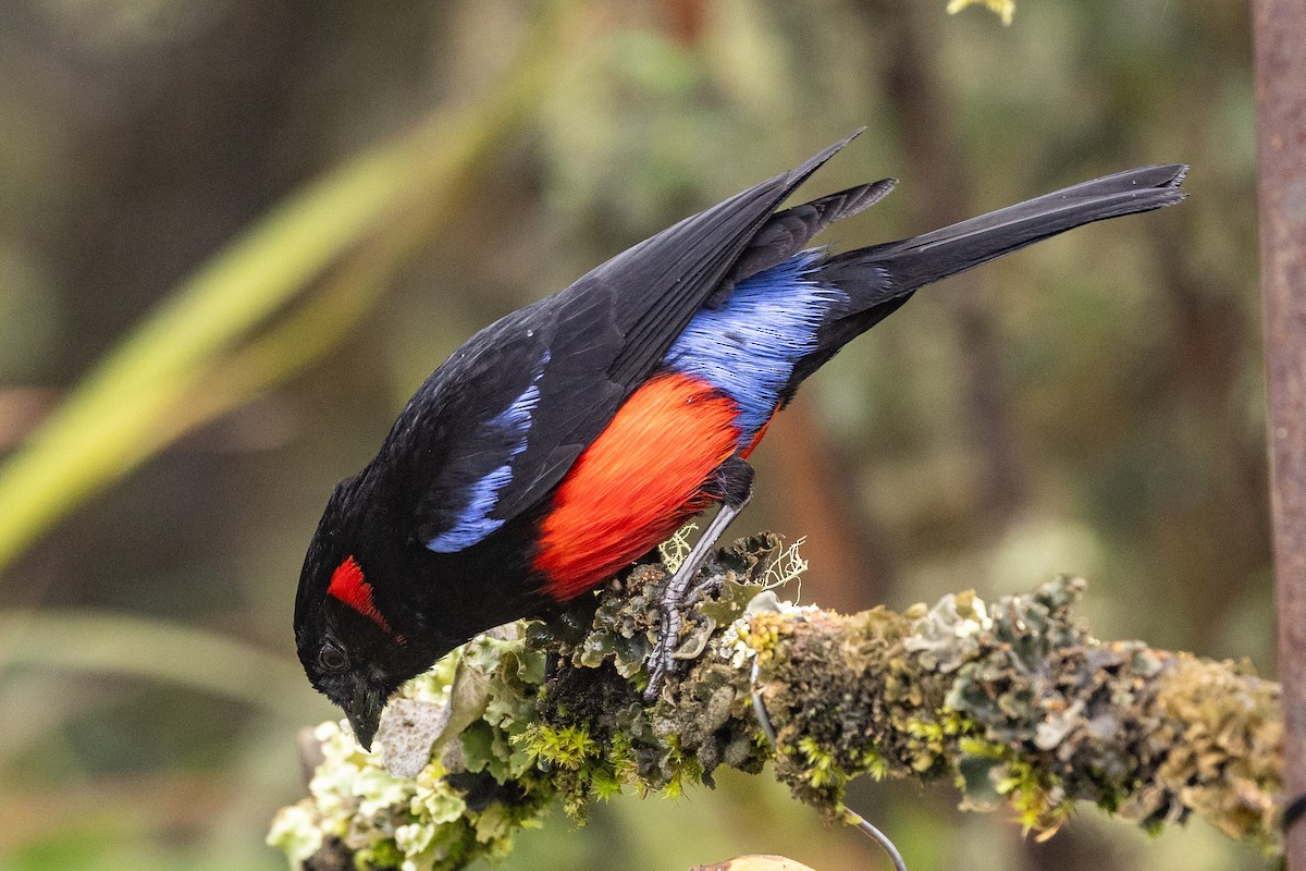 Scarlet-bellied Mountain Tanager - ML619322352