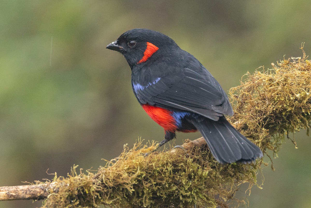 Scarlet-bellied Mountain Tanager - ML619322353