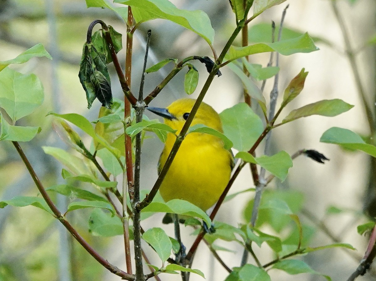 Prothonotary Warbler - ML619322354