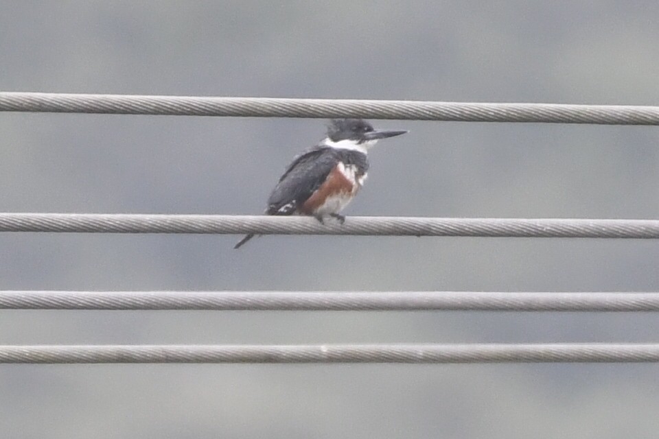 Belted Kingfisher - ML619322359