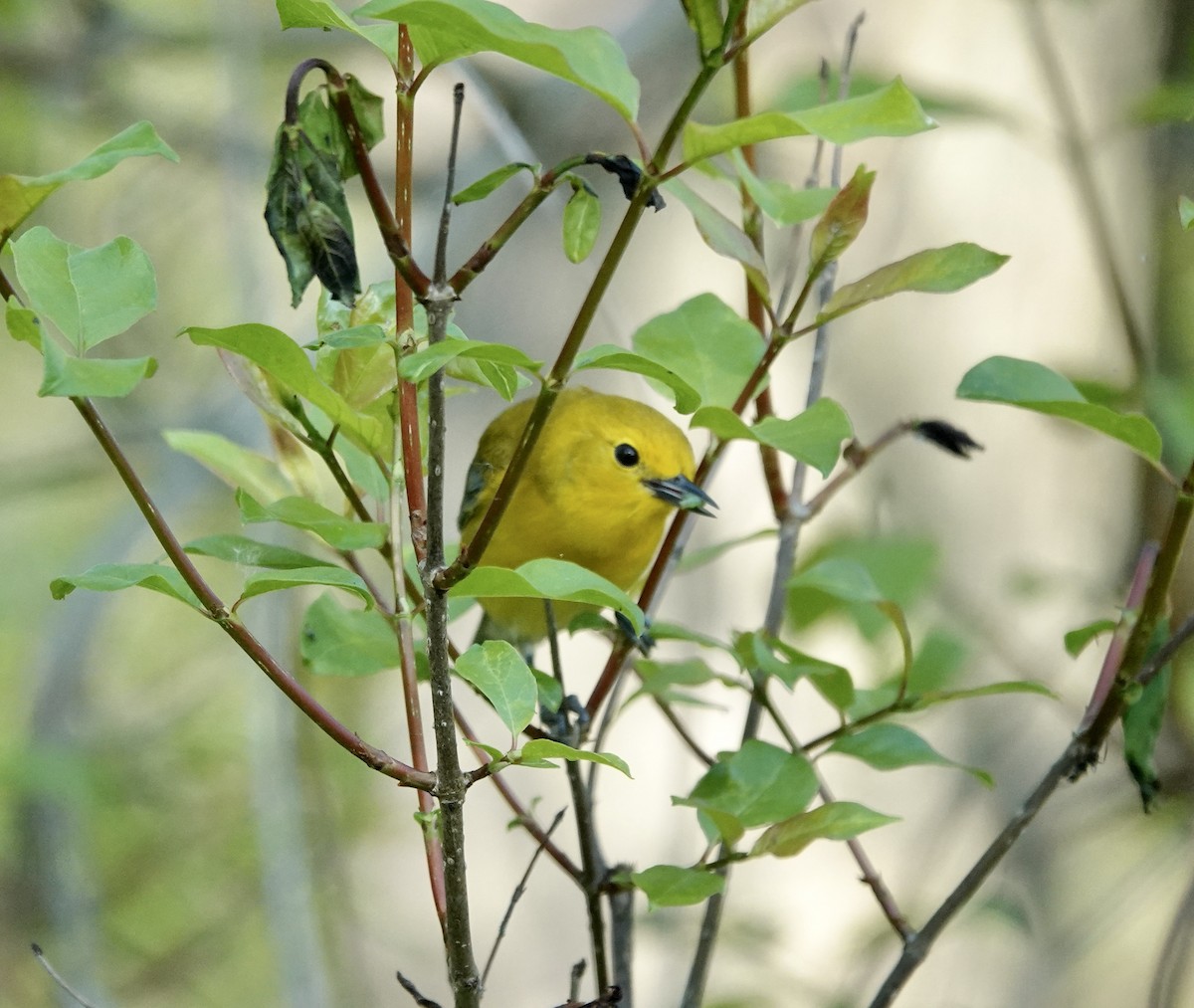 Prothonotary Warbler - ML619322362