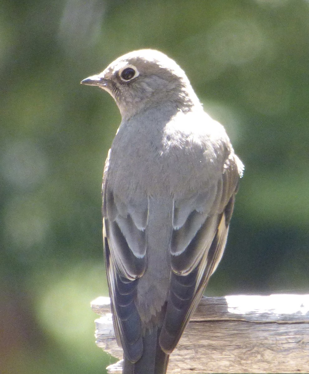 Townsend's Solitaire - ML619322424
