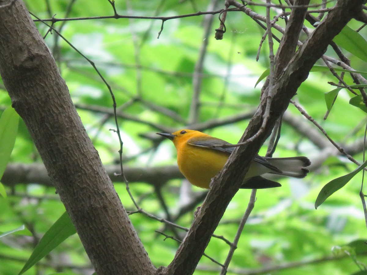 Prothonotary Warbler - ML619322438