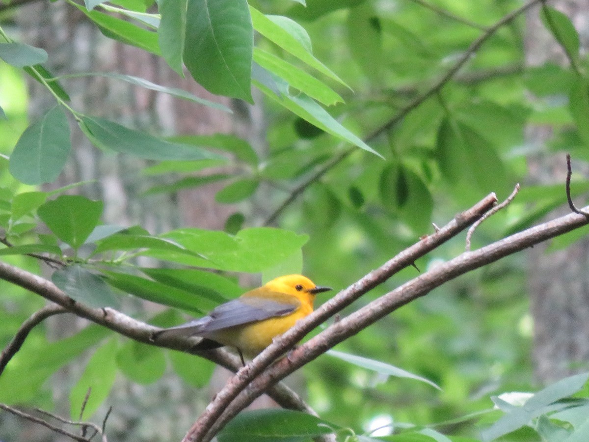 Prothonotary Warbler - ML619322439