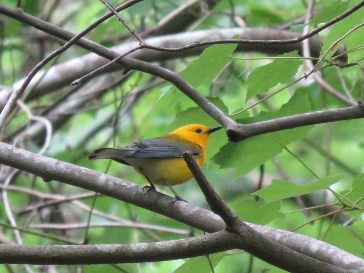 Prothonotary Warbler - ML619322440