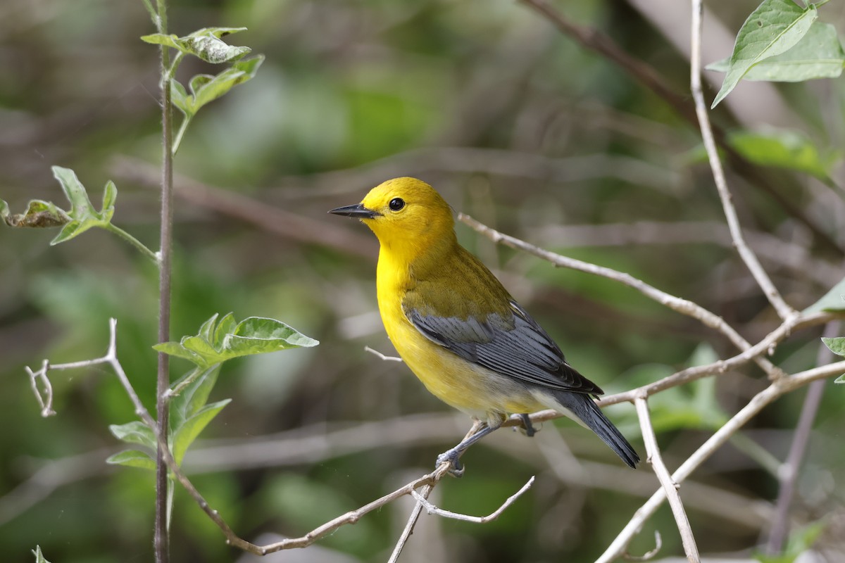 Prothonotary Warbler - ML619322522