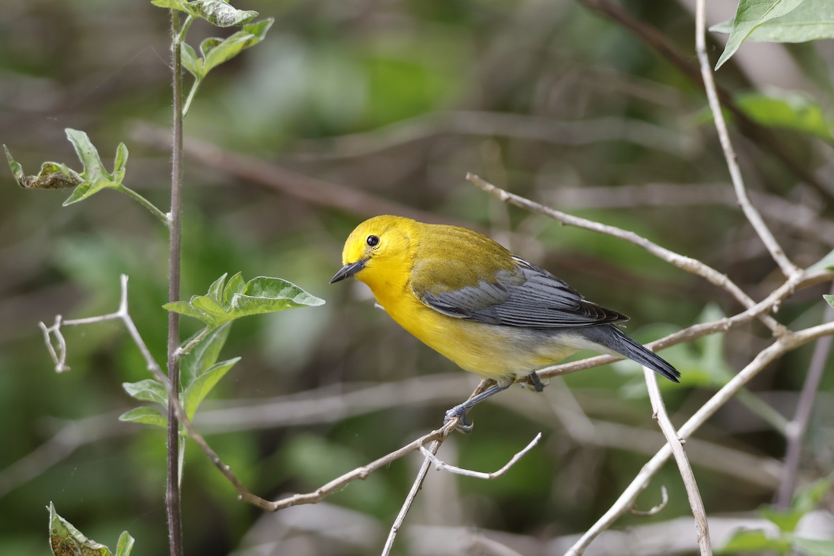 Prothonotary Warbler - ML619322524